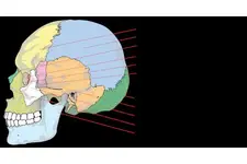 Baş Kemikleri Özellikleri