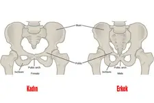 Kalça Kemiği Ağrısı Belirtileri ve Tedavisi