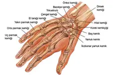 Parmak Kemikleri Türleri ve Özellikleri