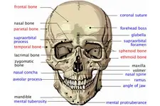 Yüz Kemikleri Anatomisi
