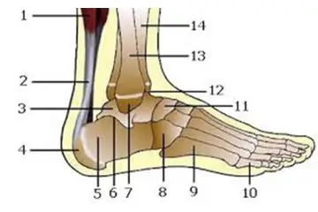 Ayak Bileği Kemikleri Rahatsızlıkları