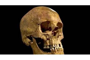 İnsan Kemikleri ve Çeşitler