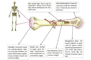 Kemiklerin Görevi Nelerdir?