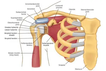 Omuz Kemikleri Özellikleri