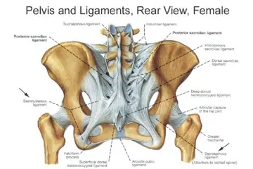 Pelvis Kemiği Önemi