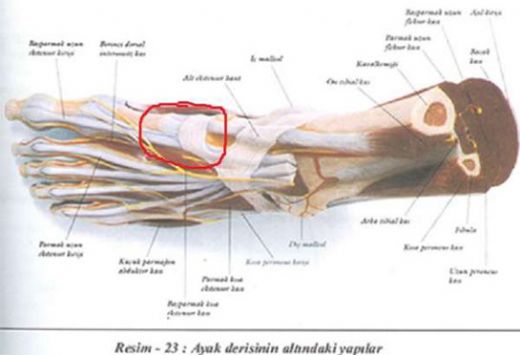 Ayak Tarak Kemiği Rahatsızlıkları 