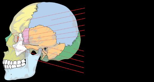 Baş Kemikleri Özellikleri