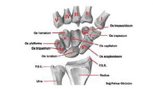 El Bileği Kemikleri ve Görevleri