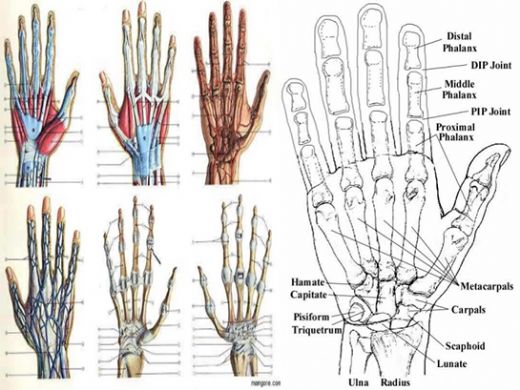 El Kemikleri Anatomisi