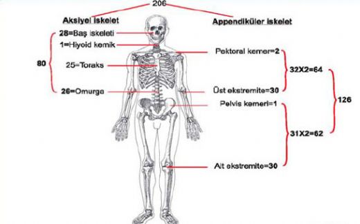 İskeletin Kemik Çeşitleri Nelerdir?