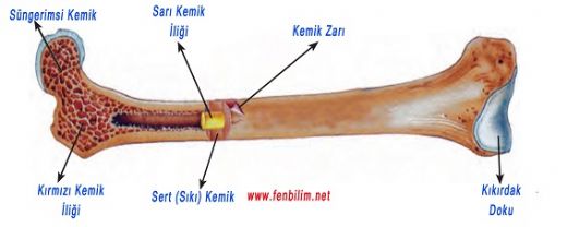 Kemiğin Kısımları Nelerdir?