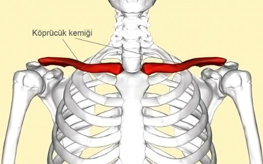 Köprücük Kemiği Nerede?