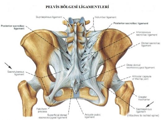 Kuyruk Sokumu Kemiği Görevi ve Özellikeri