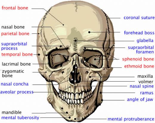 Yüz Kemikleri Anatomisi